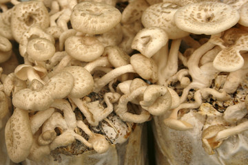 Mushrooms Growing In the Farm