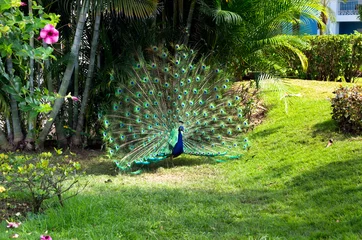 Velours gordijnen Pauw peacock