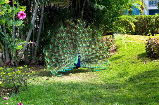 Fototapeta peacock