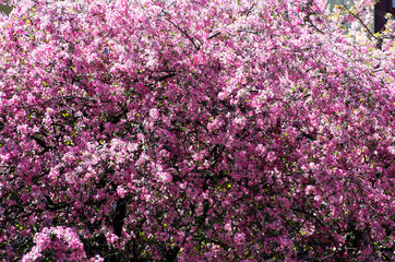 spring cherry flower