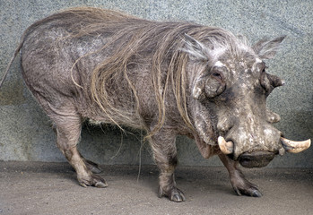 Warthog