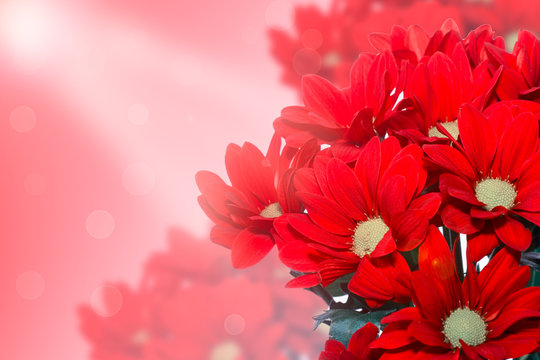 Red Chrysanthemum