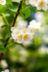 Preview plant twig flower blooming jasmine