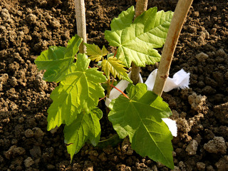 sugar maple sapling two and half months from germination