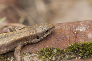 lizard on the white background
