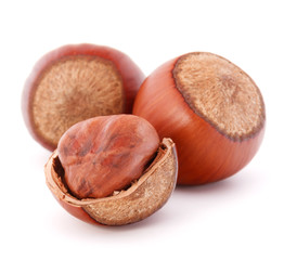hazelnut or filbert nut isolated on white background cutout