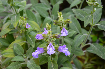 salbei