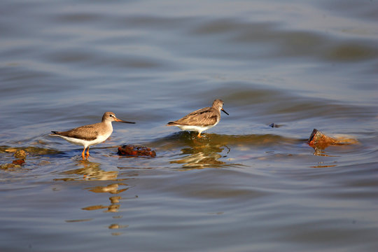 Terek Sandpiper