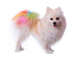 pomeranian dog grooming colorful tail