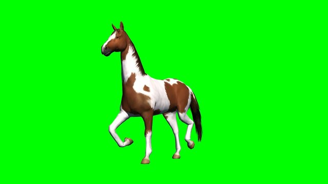 horse runs - green screen