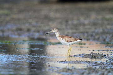 Nordmann's or Spotted greenshank (Tringa guttifer) in Japan