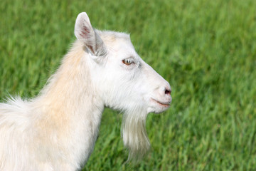 Goat on a field