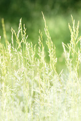 Summer grass