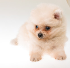 Pomeranian spitz puppy