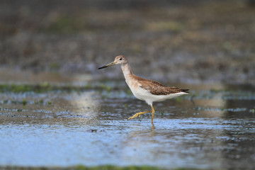 Nordmann's or Spotted greenshank (Tringa guttifer) in Japan