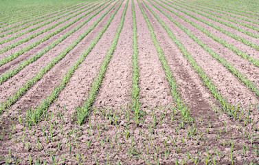 Rows of small maize plants just after the rain