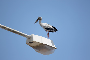 big stork standing on top electricity post.