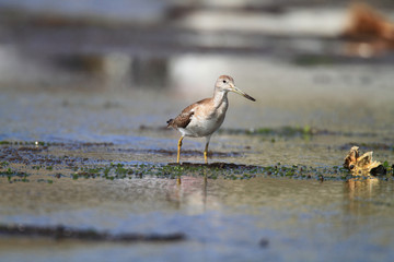 Nordmann's or Spotted greenshank (Tringa guttifer) in Japan
