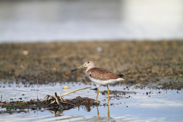 Nordmann's or Spotted greenshank (Tringa guttifer) in Japan