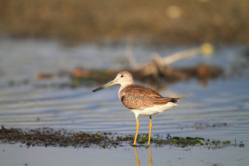 Nordmann's or Spotted greenshank (Tringa guttifer) in Japan