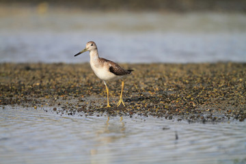 Nordmann's or Spotted greenshank (Tringa guttifer) in Japan