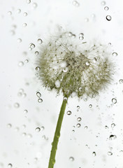 Obrazy  Droplets dandelion.