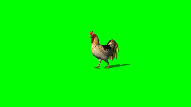 rooster walking - green screen