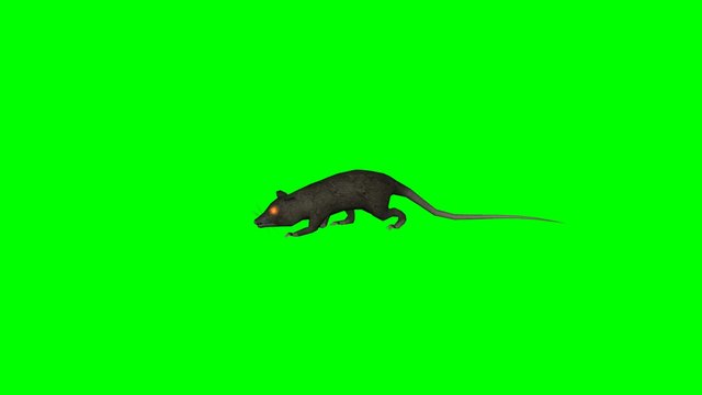 Rat Running Images – Browse 38,920 Stock Photos, Vectors, and Video | Adobe  Stock