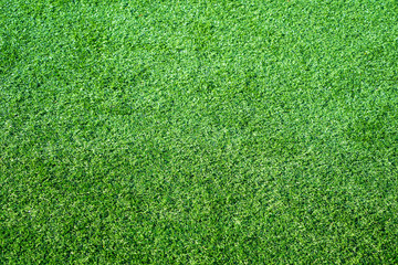 Fototapeta premium Green grass