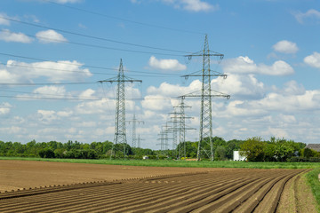 Potato field