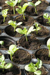 Organic vegetable seedlings