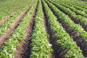 Fototapeta na wymiar Converging rows of young potato plants