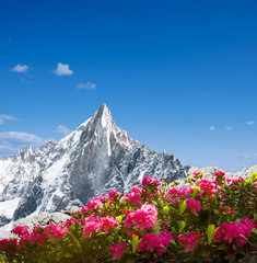 Alpenrosen mit Berg