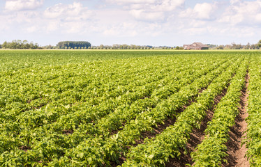 Converging rows of young potato plants