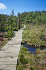 Path to Preikestolen 091