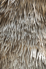 Dry tropical leaves.