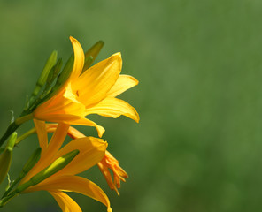 Gelbe Lilien