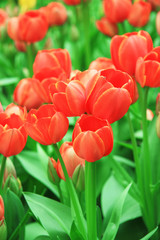 Fototapeta premium Tulips