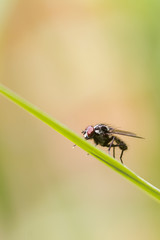 Fly