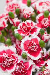 カーネーション