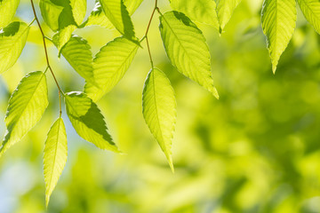 新緑のケヤキの葉