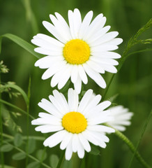 Obraz premium 2 Margeriten Blüten