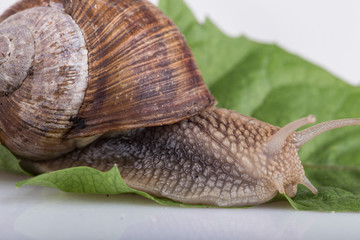 Garden snail (Helix aspersa)