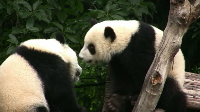 Two young pandas having fun