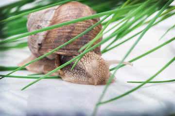 Garden snail (Helix aspersa)