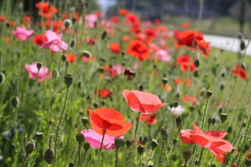 Coquelicots
