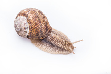 snail on a white background