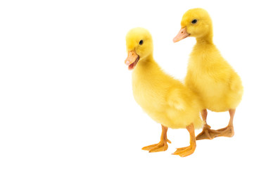 little ducklings