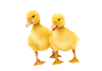 little ducklings