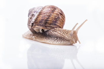 snail on a white background